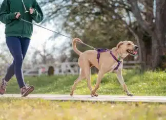 Comment bien choisir son harnais pour le canicross