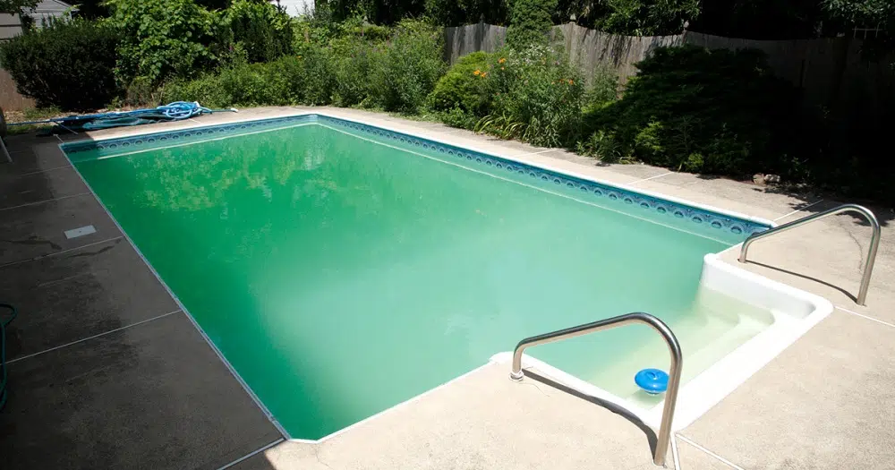 piscine a verdi et les grenouilles grouillent Pas de panique